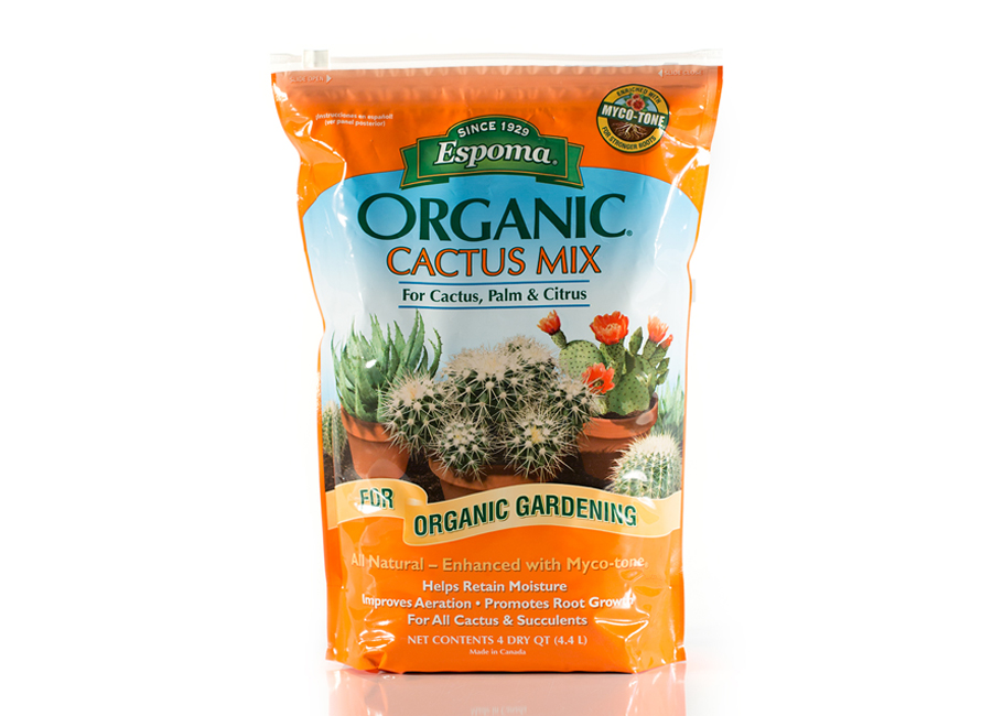 cactus food